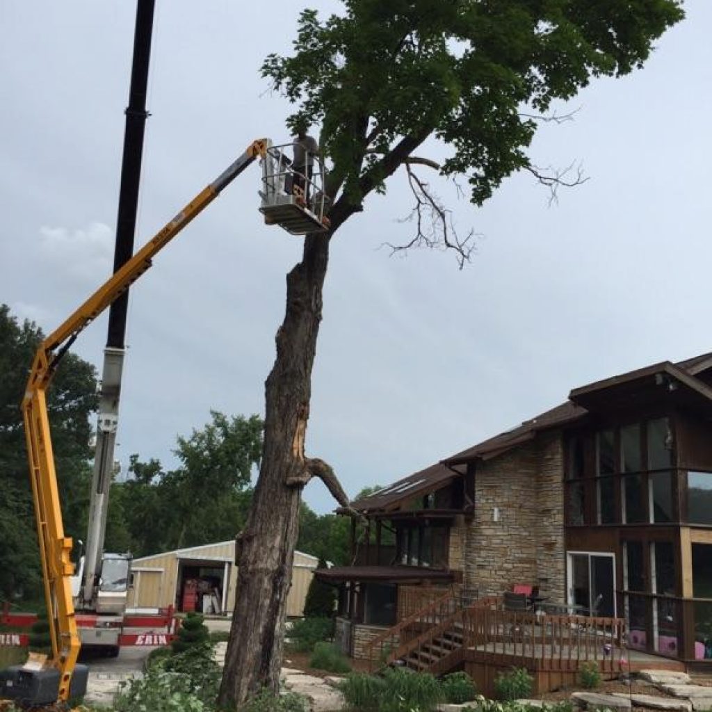 Erin Crane is experienced in assisting arborists with tree removal.